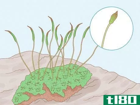 Image titled Identify Bryophytes Step 9