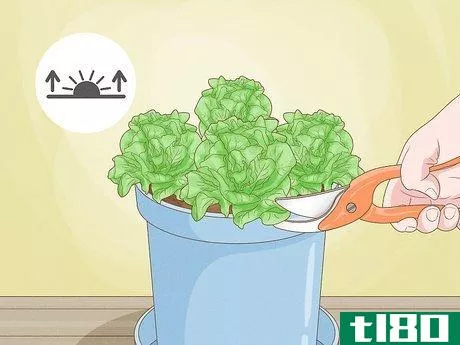 Image titled Grow Lettuce Indoors Step 12