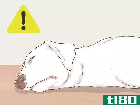 Image titled Know When Your Dog is Sick Step 3