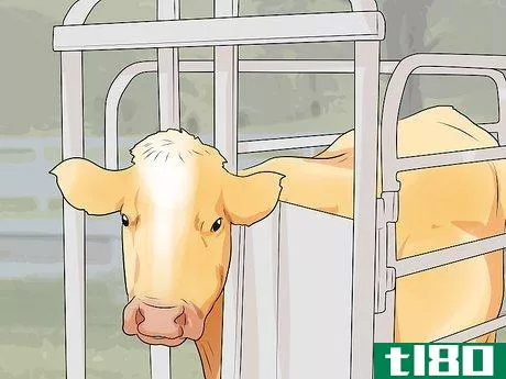 Image titled Humanely Euthanize a Cow Step 15