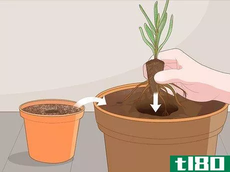 Image titled Grow Lavender from Cuttings Step 15