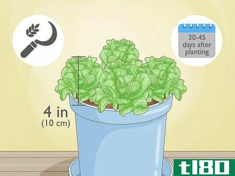 Image titled Grow Lettuce Indoors Step 11