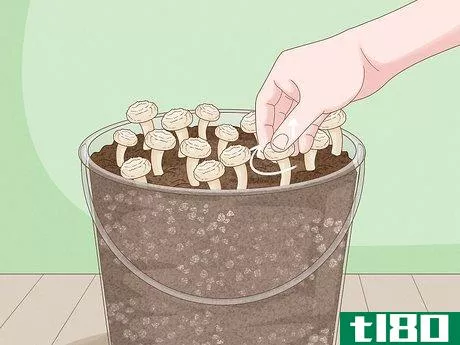 Image titled Grow Organic Mushrooms Step 22