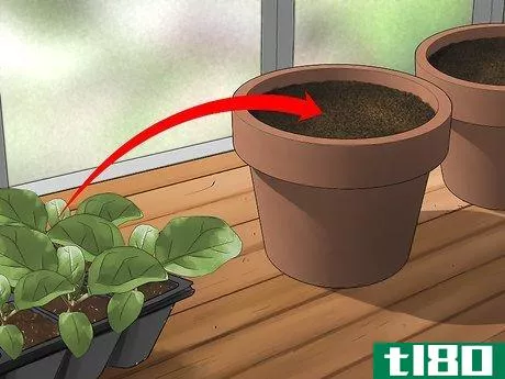 Image titled Grow Eggplant Step 6