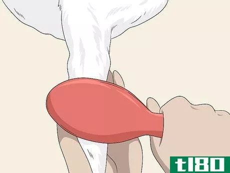 Image titled Groom a Bichon Frise Step 7