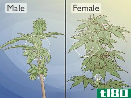 如何识别雌性和雄性大麻植物(identify female and male marijuana plants)