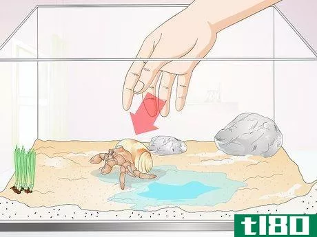 如何抱一只寄居蟹(hold a hermit crab)