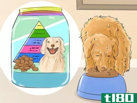 Image titled Help Your Dog Live Longer Step 5