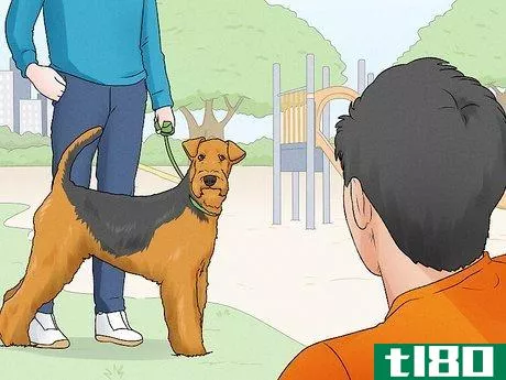 Image titled Identify an Airedale Terrier Step 14