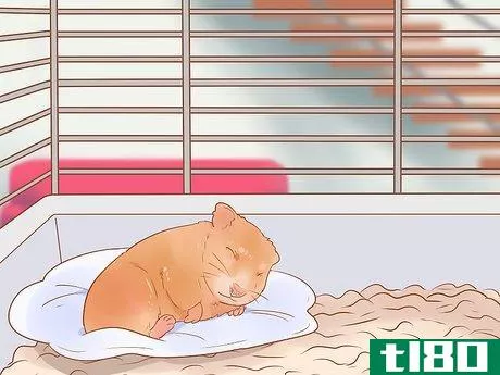 Image titled Introduce a New Hamster to Your Home Step 15