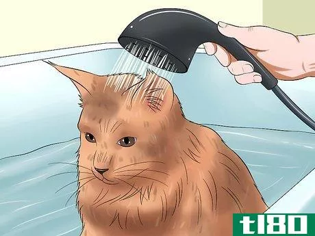 Image titled Groom a Maine Coon Cat Step 10