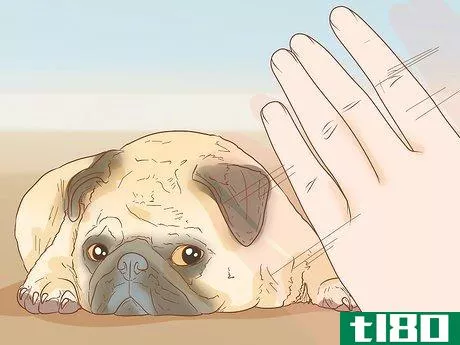 Image titled Identify a Pug Step 11