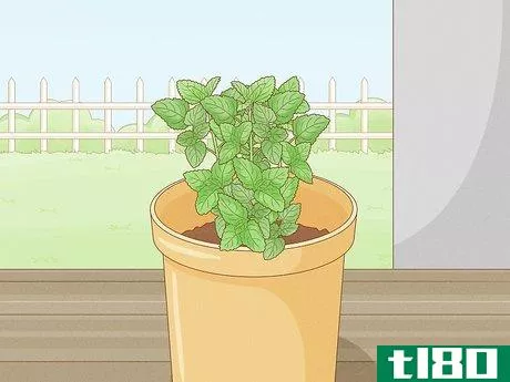 Image titled Grow Mint in a Pot Step 22