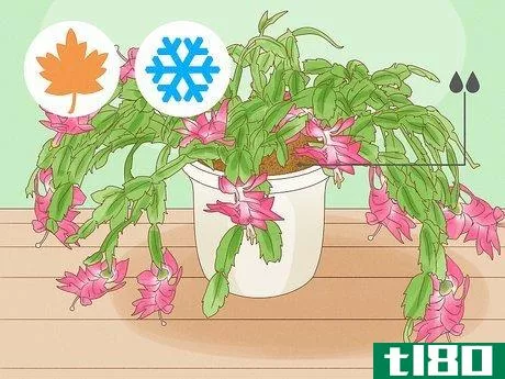 Image titled Get a Christmas Cactus to Bloom Step 7
