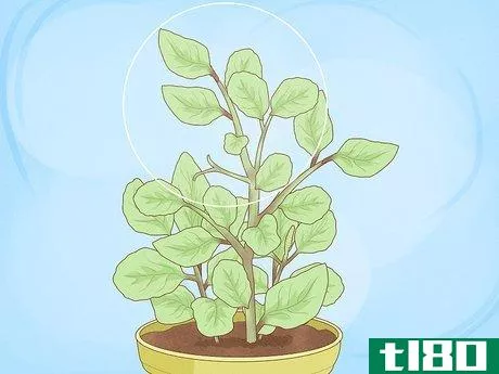 如何种植罗勒插条（快速且经济的启动药草园的步骤）(grow basil cuttings (quick and budget-friendly steps to start your herb garden))