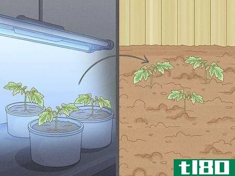 Image titled Grow Vegetables With Grow Lights Step 10