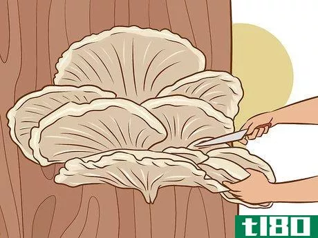 Image titled Grow Edible Mushrooms Step 17