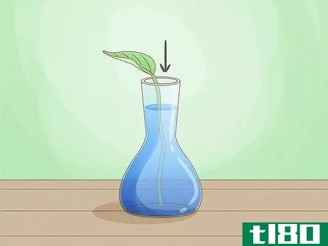 Image titled Grow a Plant Without Soil Step 10