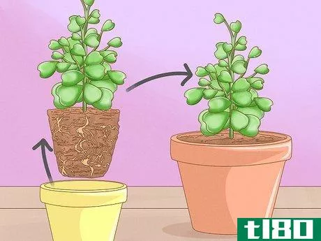 Image titled Get a Hoya Plant to Bloom Step 14