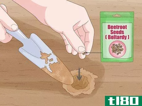 如何种植甜菜根(grow beetroot)