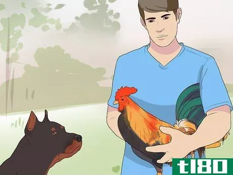 Image titled Introduce a Dog to Pet Chickens Step 8