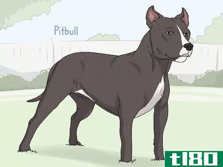 Image titled Identify a French Bulldog Step 18