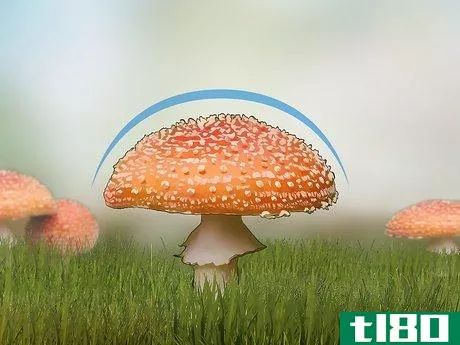 Image titled Identify Poisonous Mushrooms Step 2