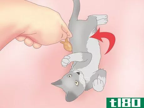 Image titled Get a Cat to Roll Over Step 6