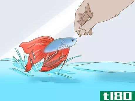 Image titled Grow a Bond With Your Betta Fish Step 10