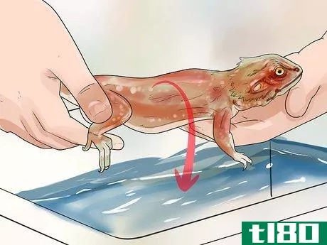 Image titled Give a Bearded Dragon a Bath Step 5