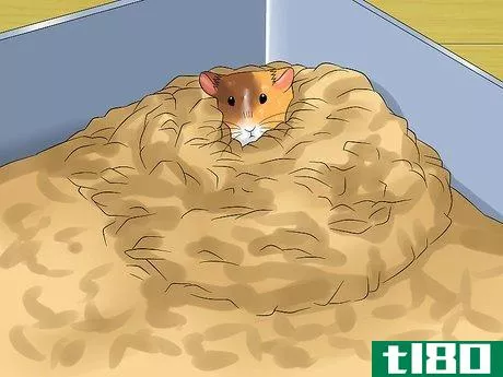 Image titled Know when Your Hamster Is Pregnant Step 6