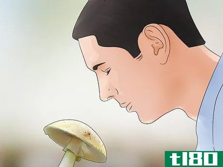 Image titled Identify a Death Cap Mushroom Step 8