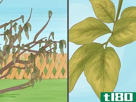 Image titled Identify Lemon Tree Diseases Step 9