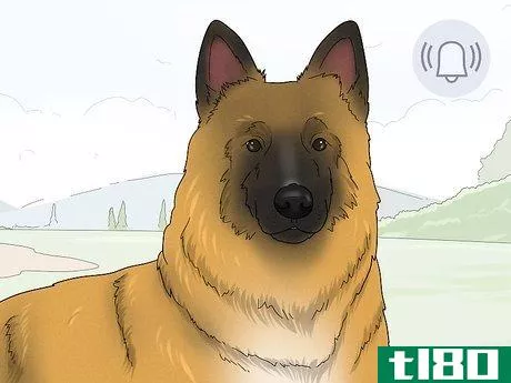 Image titled Identify a Belgian Tervuren Dog Step 13