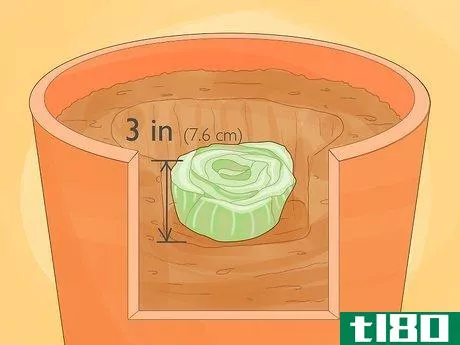 Image titled Grow Celery Indoors Step 17