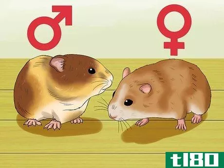 Image titled Know when Your Hamster Is Pregnant Step 2