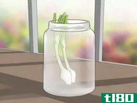 Image titled Grow Green Onions Step 13