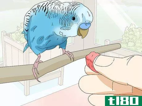 Image titled Hand Train a Parakeet Step 13