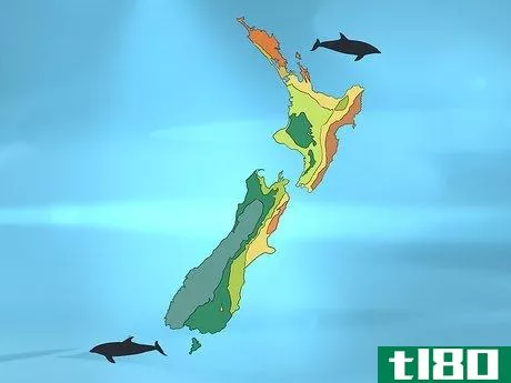 如何识别一只新西兰海豚(identify a new zealand dolphin)