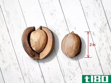 Image titled Identify Hickory Nuts Step 14