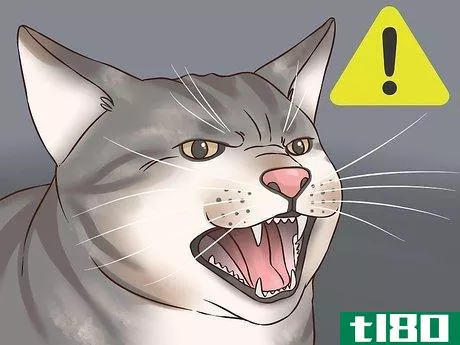 如何帮助一只被室外猫折磨的室内猫(help an indoor cat being tormented by an outdoor cat)