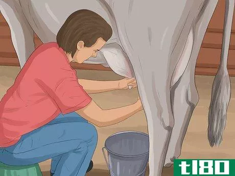 Image titled Identify Guernsey Cattle Step 5