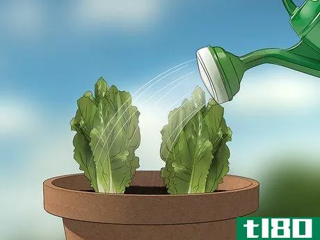 Image titled Grow Lettuce in a Pot Step 17