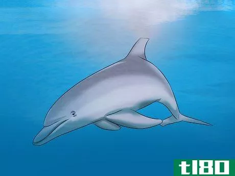 Image titled Identify a New Zealand Dolphin Step 17