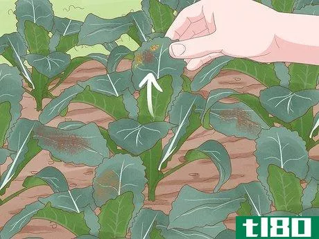 Image titled Grow Kale Step 18