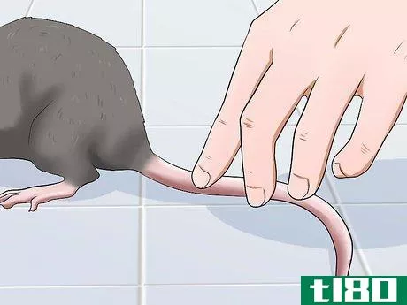 Image titled Keep a Pet Rat Clean Step 6