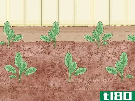 Image titled Grow Cauliflower Step 8