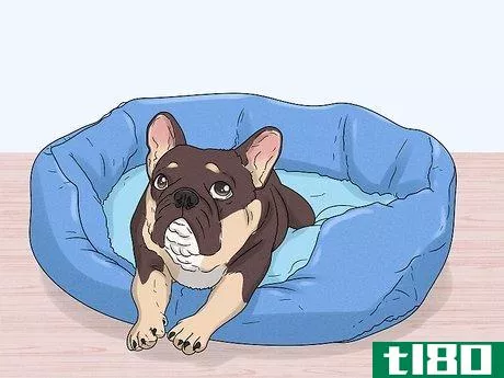 Image titled Identify a French Bulldog Step 13
