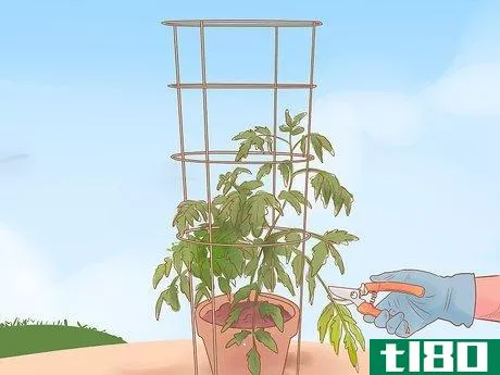 Image titled Grow Roma Tomatoes Step 11