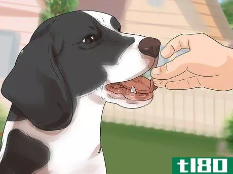 Image titled Groom a Dog That Bites Step 2